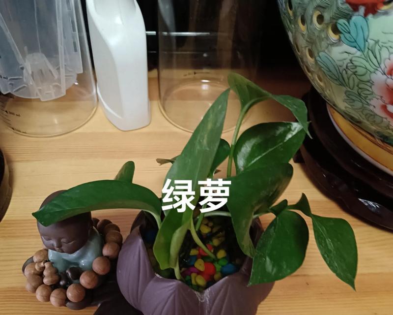水培绿萝需要添加什么营养液？