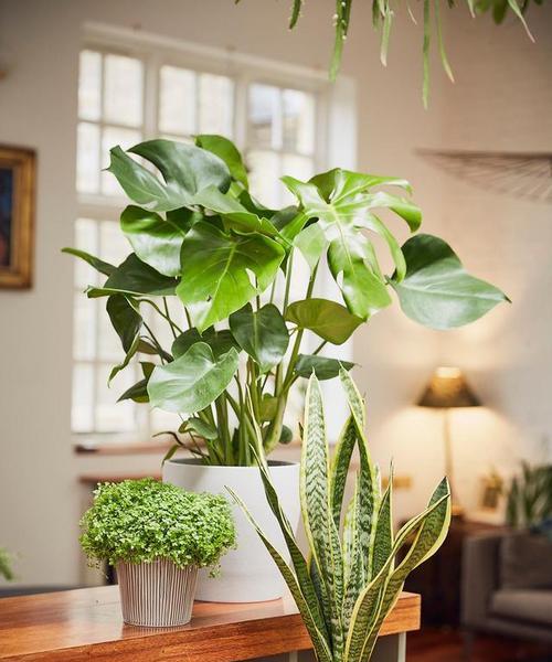 室内种植花卉有哪些推荐？如何选择适合的室内植物？
