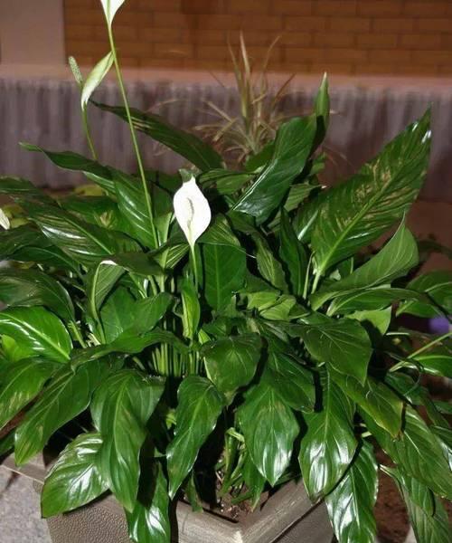 室内种植花卉有哪些推荐？如何选择适合的室内植物？