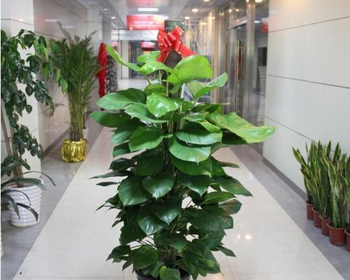 室内种植花卉有哪些推荐？如何选择适合的室内植物？