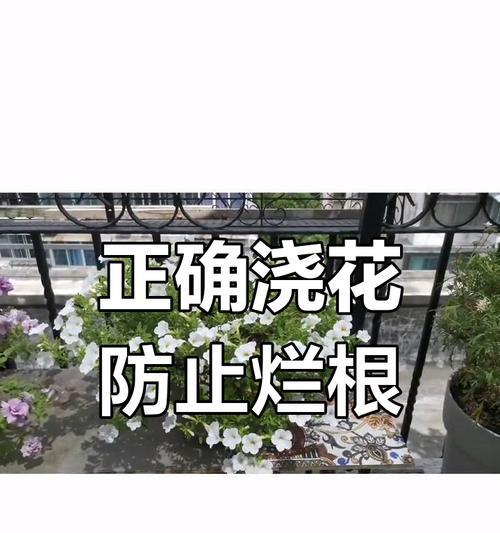 常青藤的浇水技巧有哪些？如何避免过度浇水或缺水？