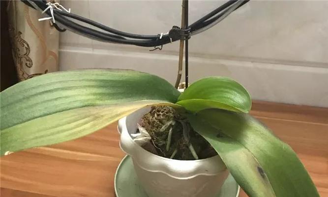 常青藤的浇水技巧有哪些？如何避免过度浇水或缺水？