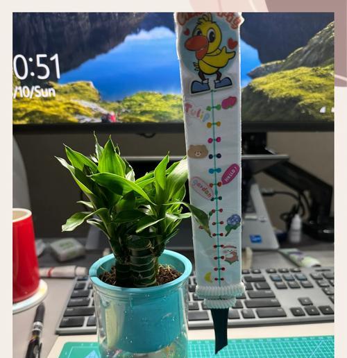 量天尺的种植步骤是什么？如何保证量天尺的健康生长？