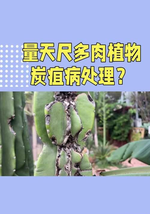 量天尺的种植步骤是什么？如何保证量天尺的健康生长？