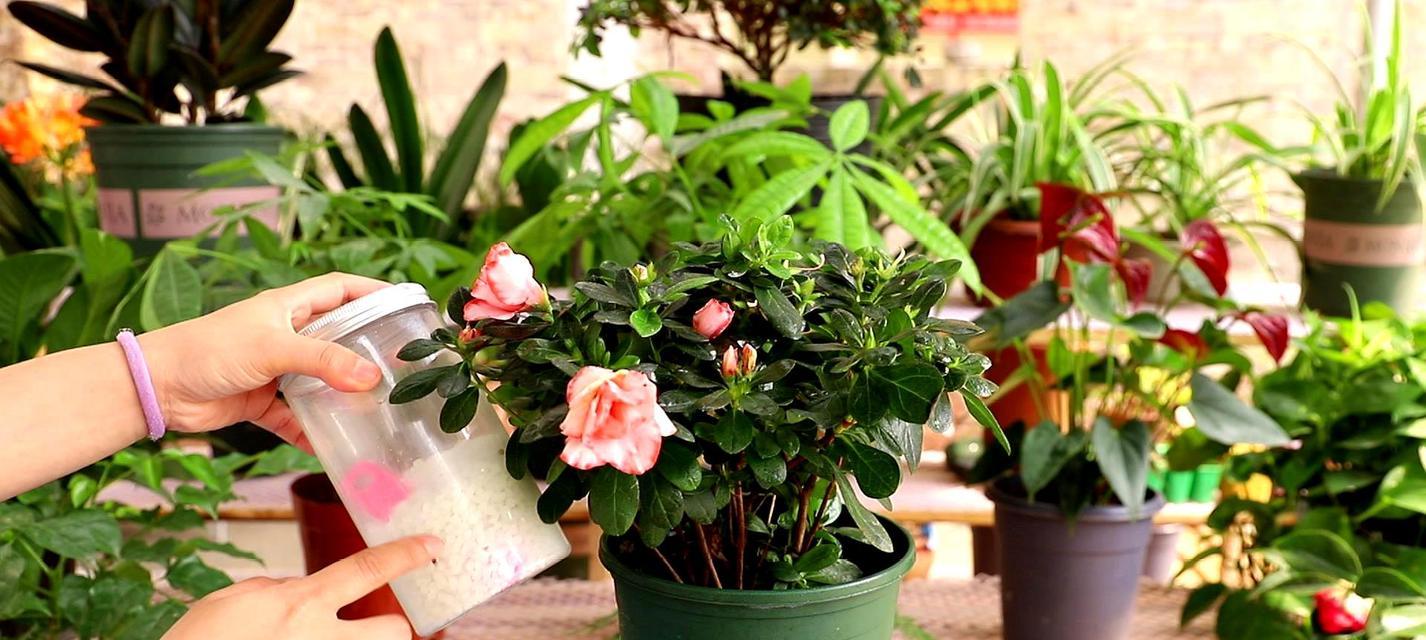 花卉植物的分类有哪些？如何选择适合自己的品种？