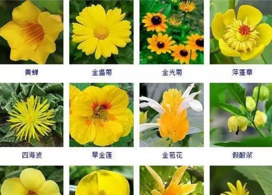 花卉植物的分类有哪些？如何选择适合自己的品种？