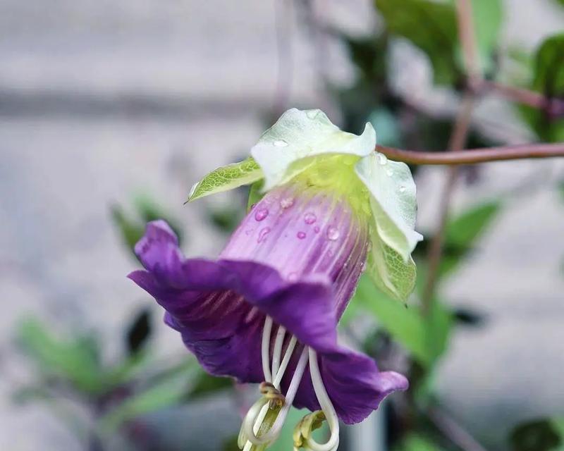 花卉植物的分类有哪些？如何选择适合自己的品种？