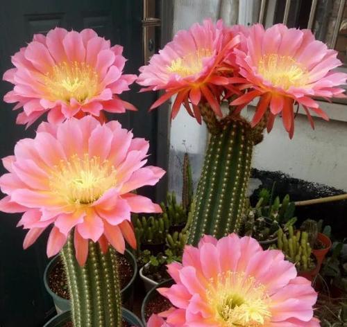 仙人球的花朵长什么样？如何欣赏仙人球的花？