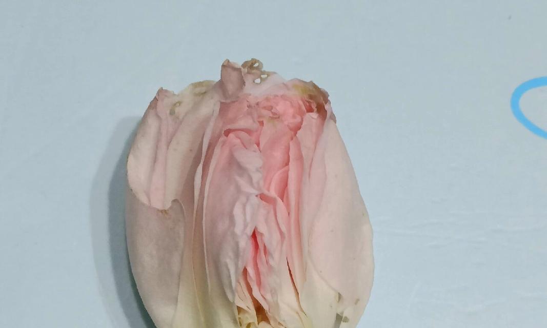 玫瑰真的只有一朵花瓣吗？这是什么现象？