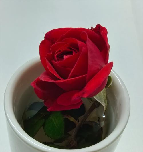 玫瑰真的只有一朵花瓣吗?这是什么现象?