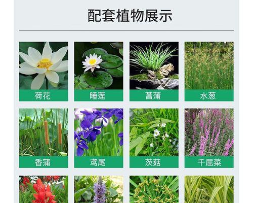 塘深3米适合种植哪些水生植物？