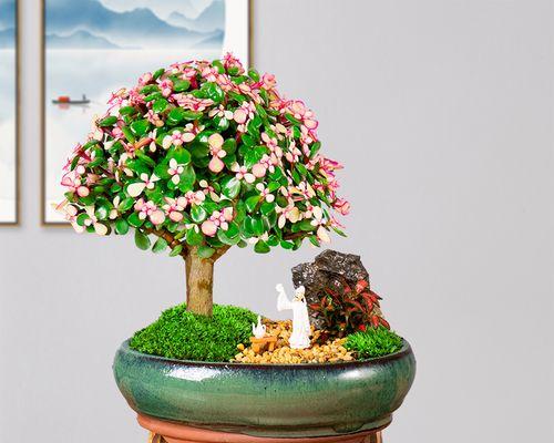 多肉植物怎么造型？有哪些创意造型技巧？
