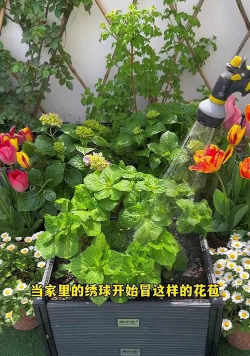磷肥对哪些花卉有益？使用磷肥的最佳时机是什么时候？