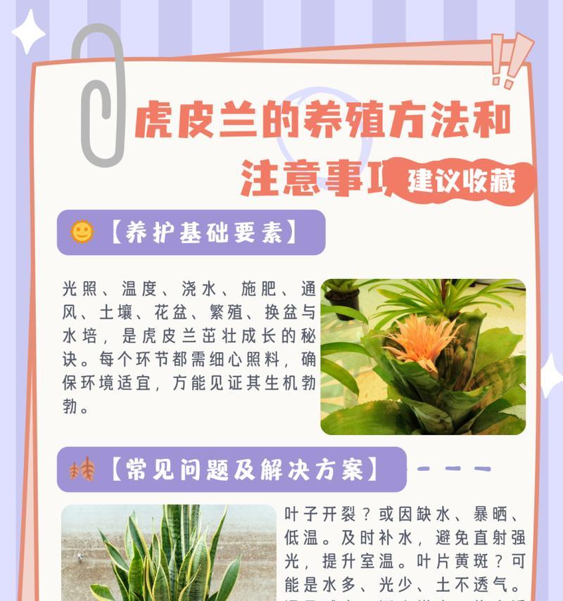 海虎兰的养护要点是什么？如何避免常见问题？