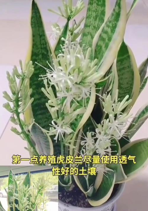 海虎兰的养护要点是什么？如何避免常见问题？