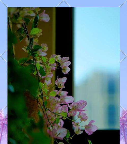 墨西哥三角梅养护与浇水技巧是什么？