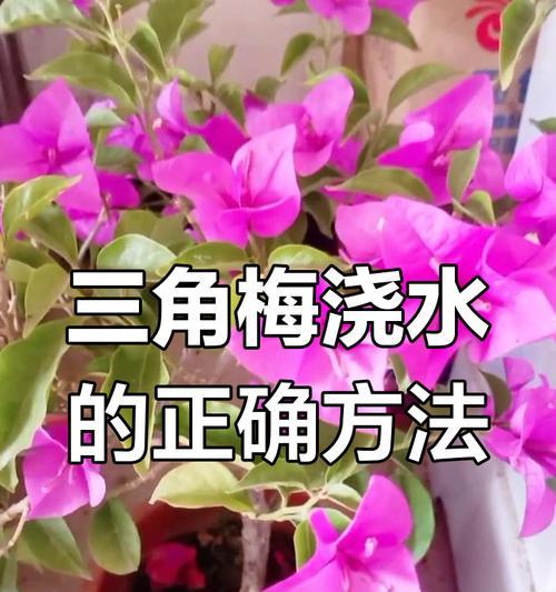 墨西哥三角梅养护与浇水技巧是什么？