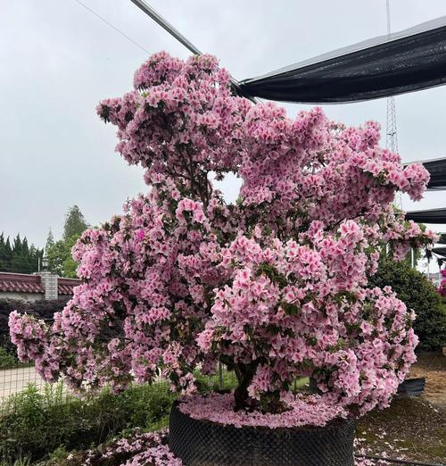 如何养殖杜鹃花？需要注意哪些关键点？