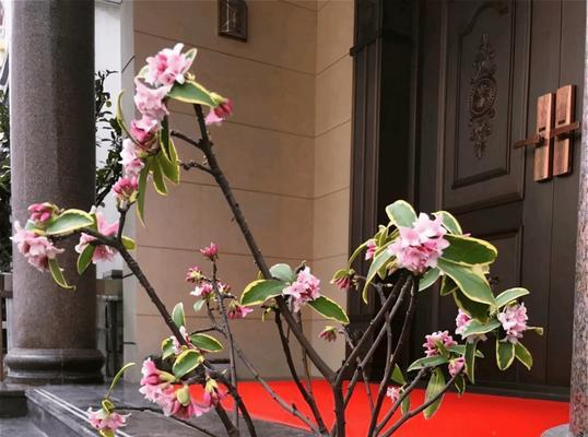 冬天室内养花有哪些推荐？如何选择适合冬季的花卉？