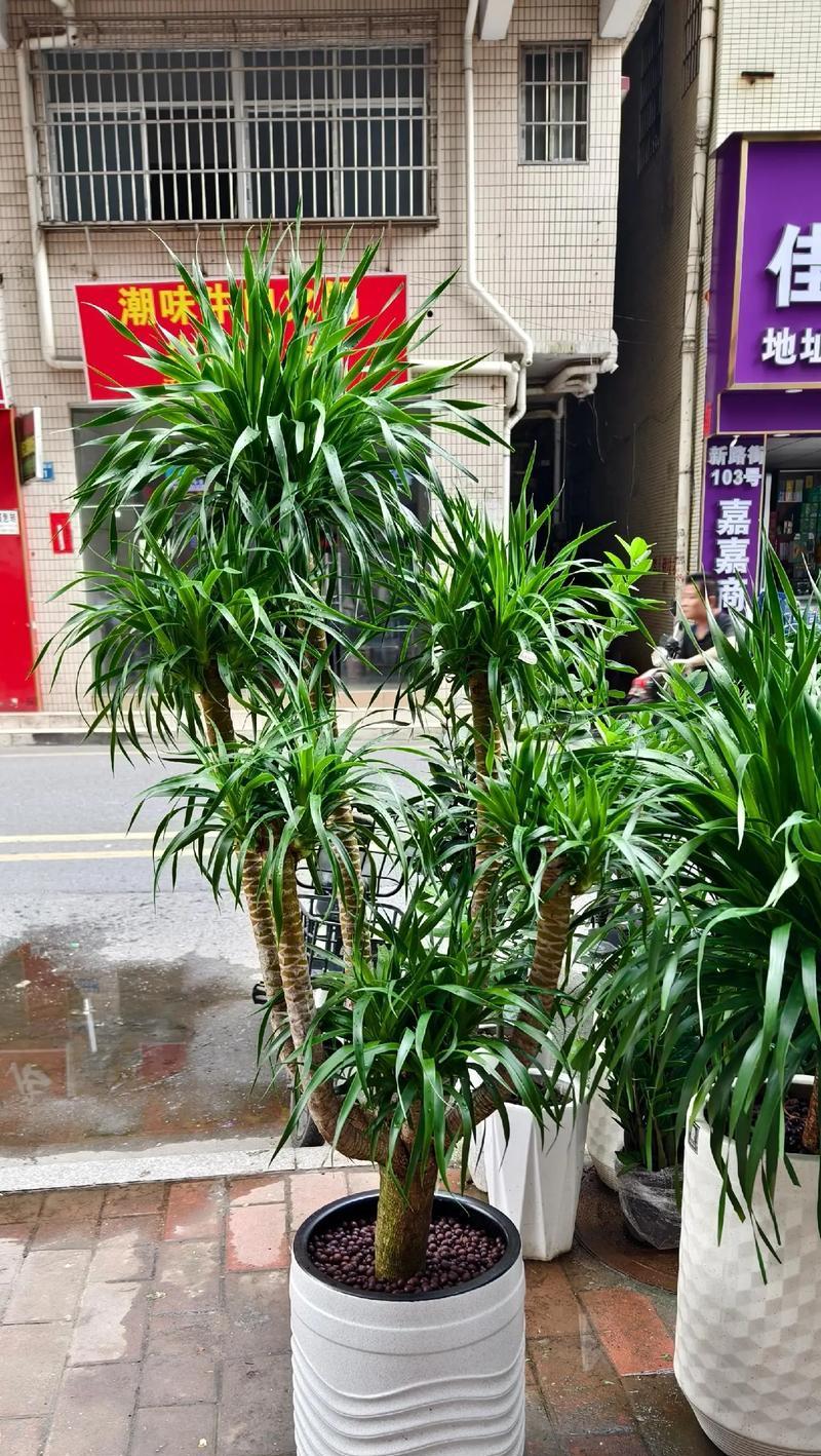 龙血树养殖需要注意什么？