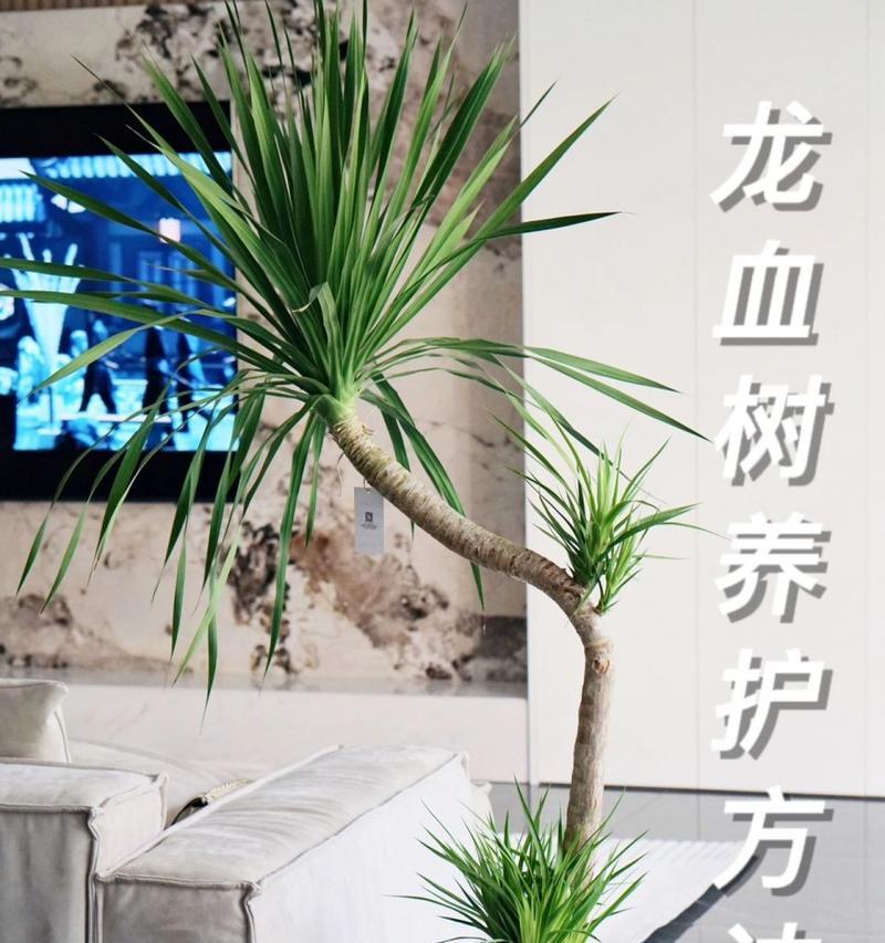 龙血树养殖需要注意什么？