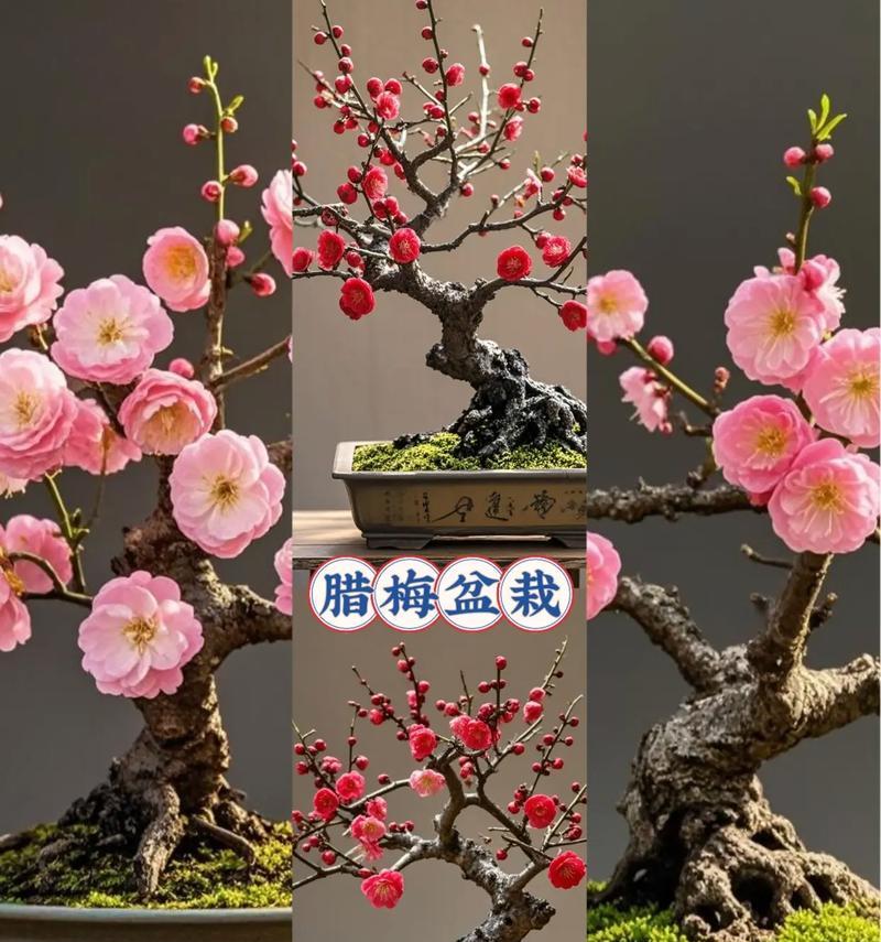 腊梅花扦插的最佳时机是什么时候？扦插后如何管理？