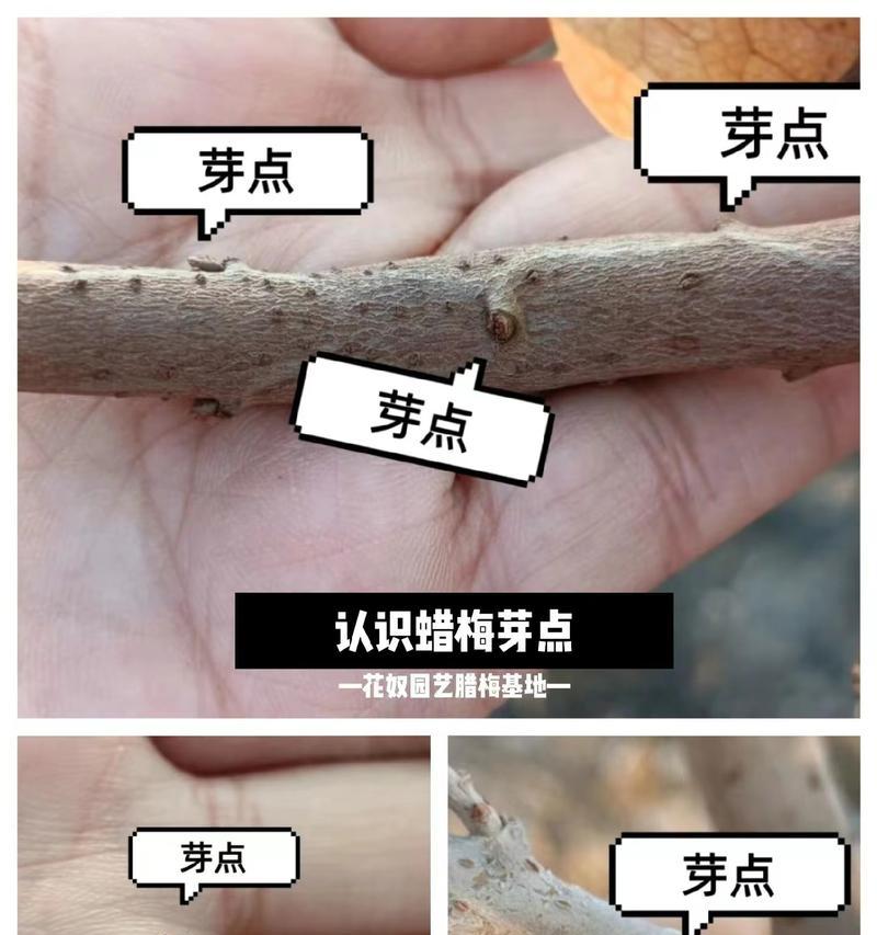 腊梅花扦插的最佳时机是什么时候？扦插后如何管理？