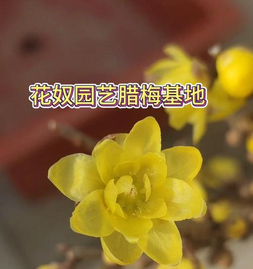 腊梅花扦插的最佳时机是什么时候？扦插后如何管理？