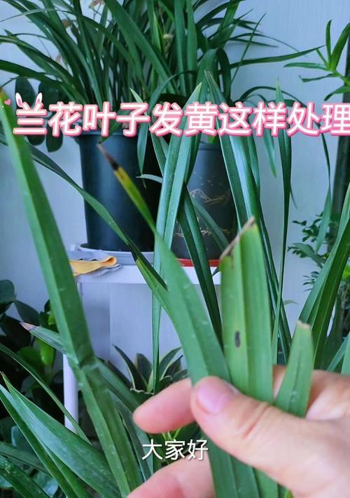 兰花叶子发黄怎么办？如何预防和处理？