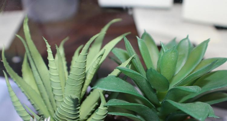 常见的观叶植物有哪些？它们各自有什么养护要求？