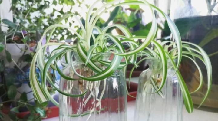 常见的观叶植物有哪些？它们各自有什么养护要求？