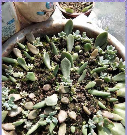 多肉植物繁殖方法有哪些？哪种方式最适合初学者？