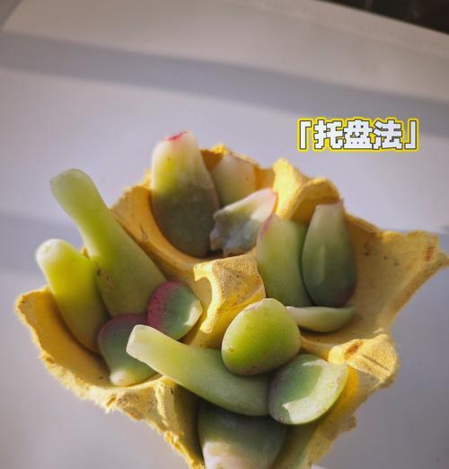 多肉植物繁殖方法有哪些？哪种方式最适合初学者？