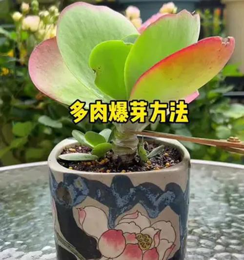 多肉植物繁殖方法有哪些？哪种方式最适合初学者？