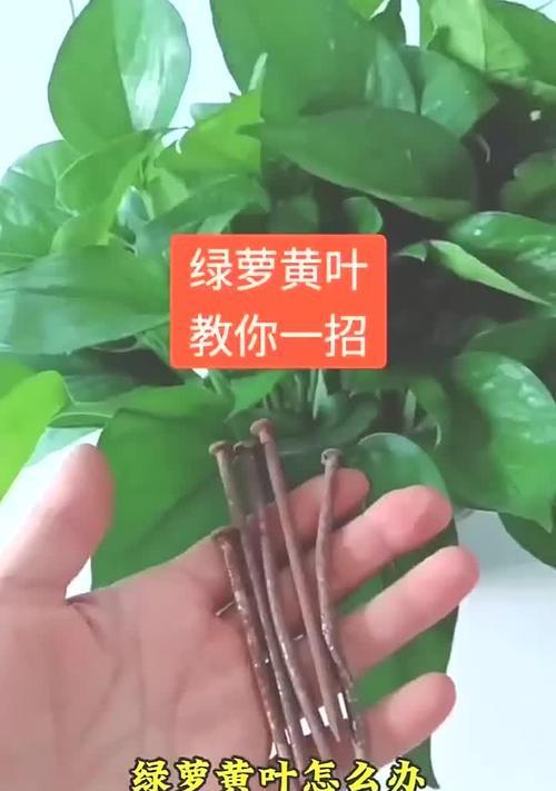 绿罗叶子变黄是什么原因？如何解决？