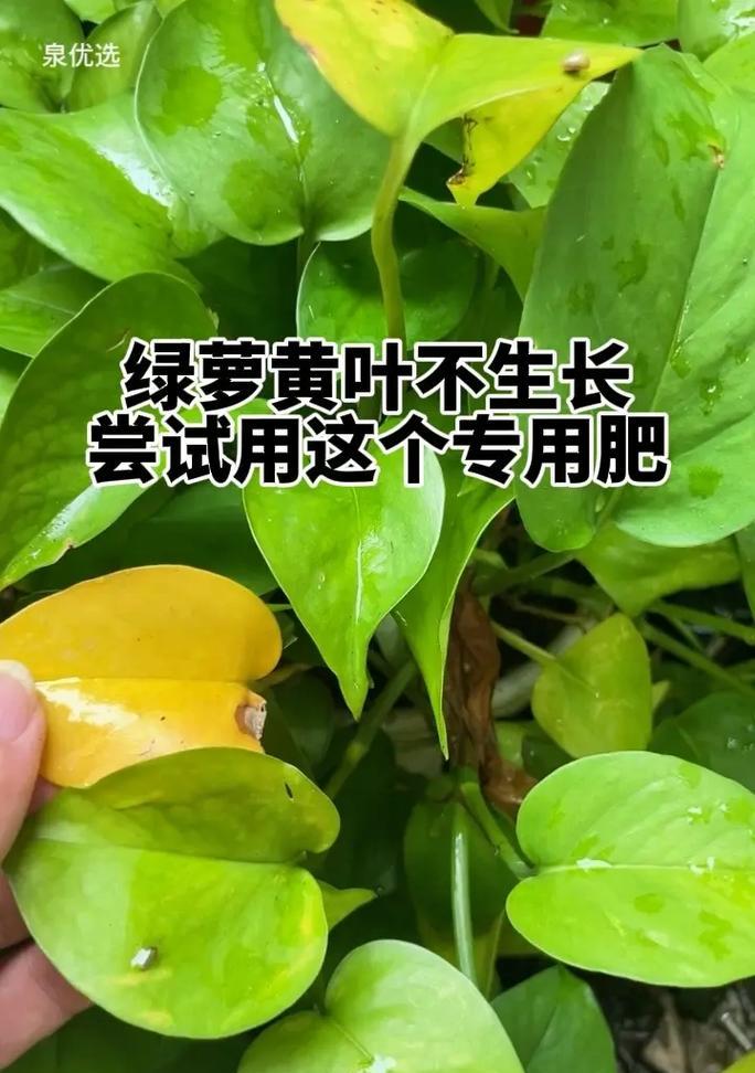 绿罗叶子变黄是什么原因？如何解决？