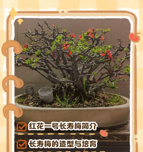 海棠花插栽的步骤是什么？怎样提高插栽成功率？