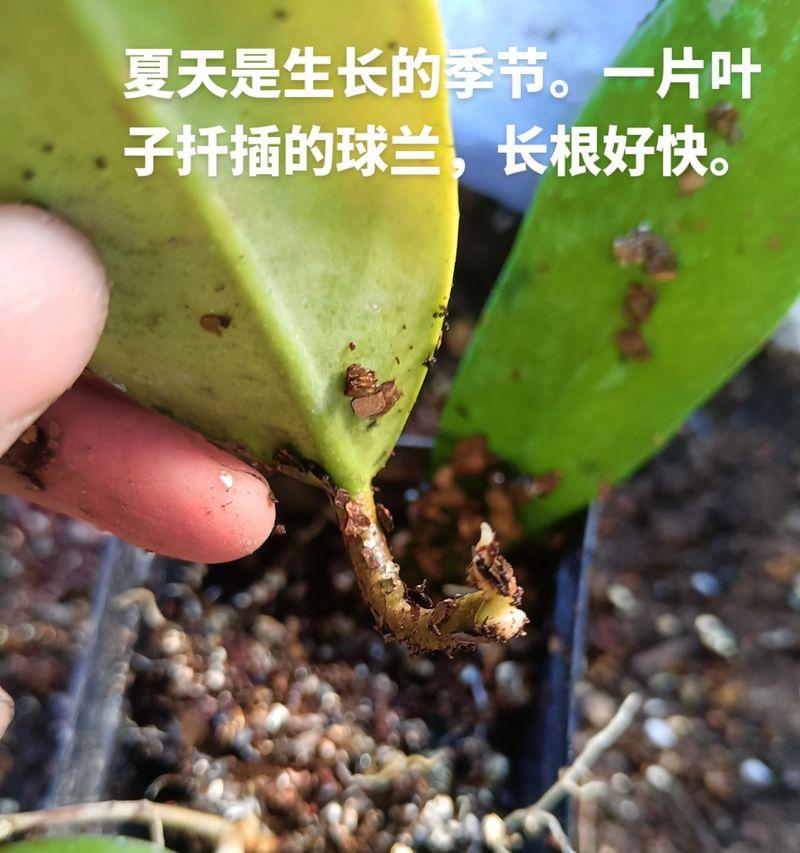 球兰扦插的成功秘诀是什么？
