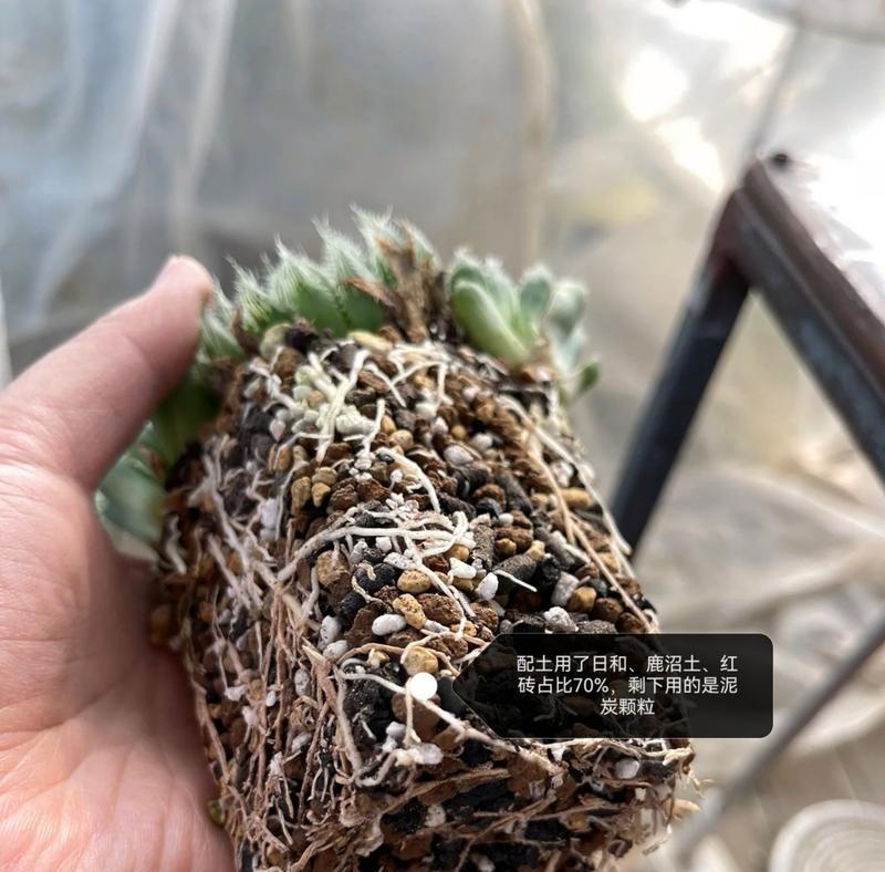 新买的多肉植物浇水方法是什么？多久浇一次水？