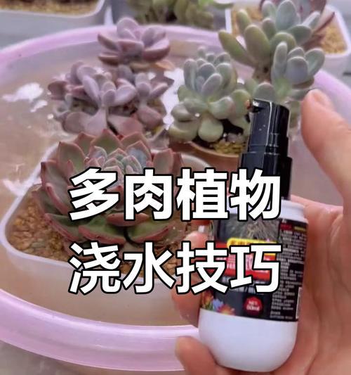 新买的多肉植物浇水方法是什么？多久浇一次水？