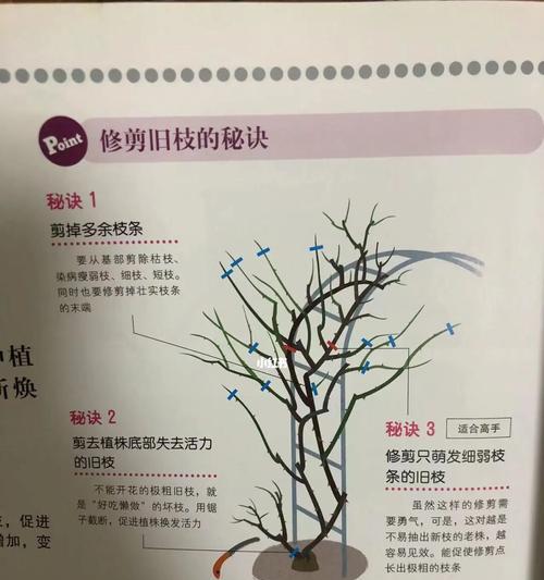 锦晃星修剪的最佳时机和方法是什么？