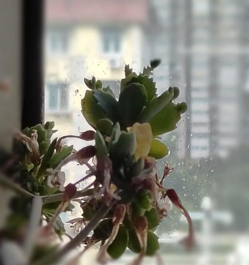 落地生根小苗的养护要点是什么？如何促进其生长？