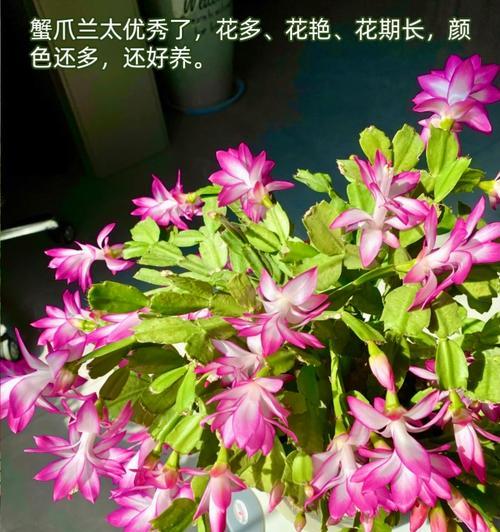 家庭养蟹爪兰的方法是什么？如何在家庭环境中养好蟹爪兰？
