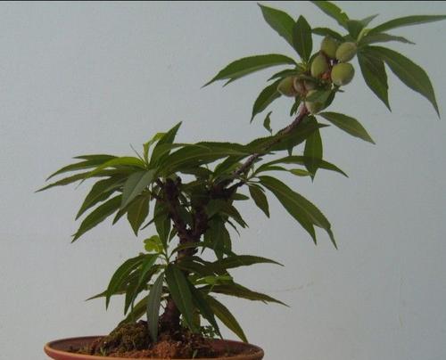 盆栽桃树有哪些美观的造型？如何打造理想的盆栽桃树？