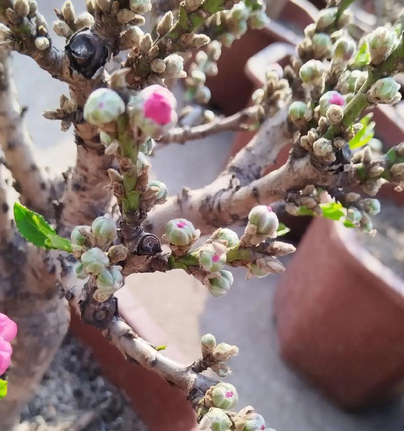 盆栽桃树有哪些美观的造型？如何打造理想的盆栽桃树？