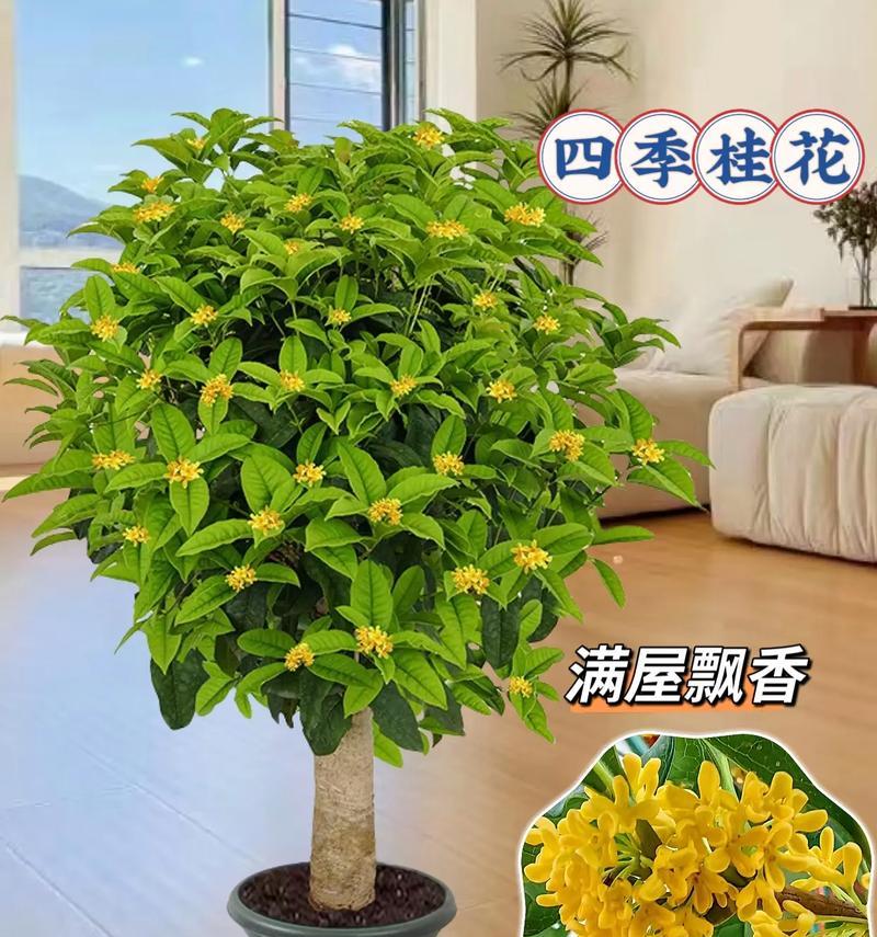桂花通常在哪个季节开花？