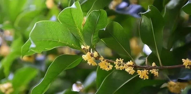 桂花通常在哪个季节开花？