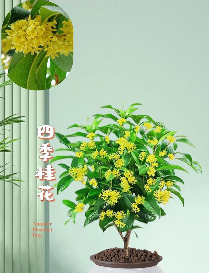 桂花通常在哪个季节开花？