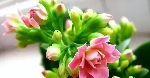花卉有哪些用途？如何选择适合的花卉？