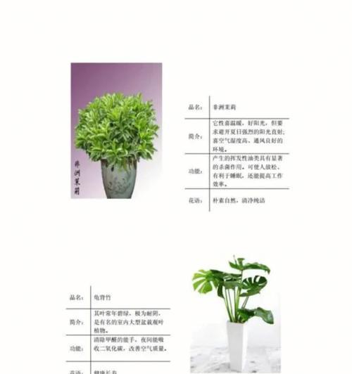 花卉有哪些用途？如何选择适合的花卉？